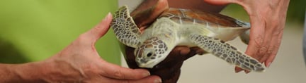 在世界海龟日继续推销残忍的养殖海龟旅游 嘉年华邮轮公司激起公愤