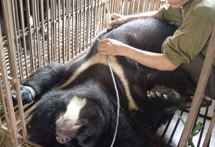 WSPA成员协会促进越南政府打击熊胆旅游