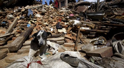 WAP to rescue the animals in Nepal earthquake