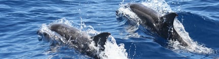 TripAdvisor宣布停止与圈养繁育鲸豚类动物景点合作