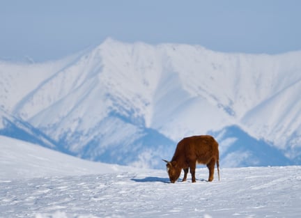 animal in snow