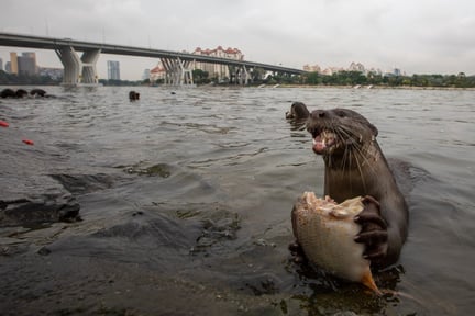 otter