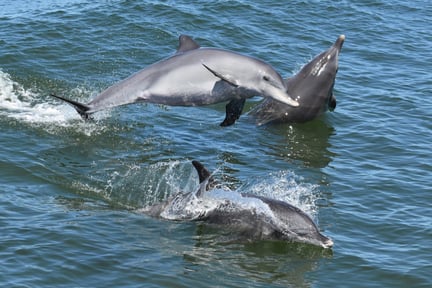 dolphins