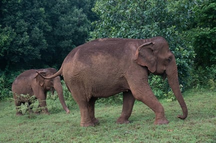 elephants