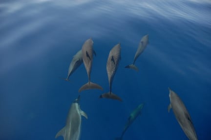 dolphin in ocean
