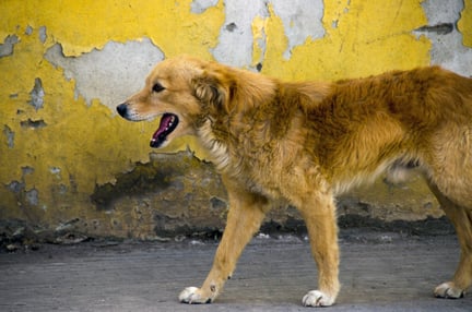 犬只大规模免疫是实现2030年前消除狂犬病全球目标最有效的方式