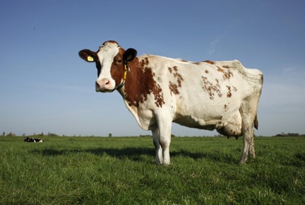 cow