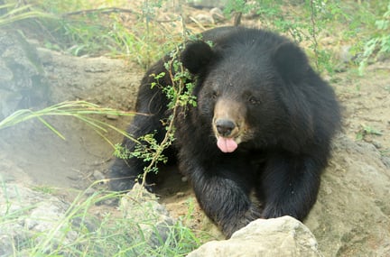 bear