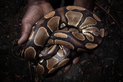 Ball Python