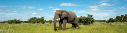 凯撒旅游宣布加入“大象友好型旅游承诺”，将陆续停售部分地区“大象骑乘和表演”产品