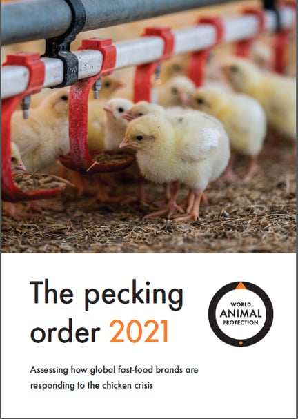 pecking order