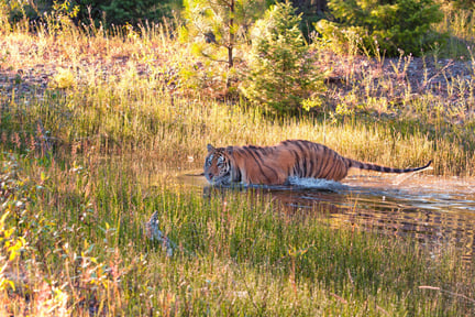 tiger