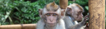 世界动物保护协会发布巴厘岛野生动物旅游娱乐景点调研报告