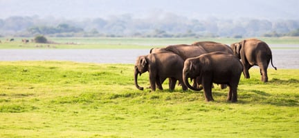穷游网等三家中国旅游企业签署世界动物保护协会“大象友好型旅游”承诺