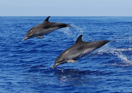 世界动物保护协会救助澳大利亚新南威尔士州最后五只圈养海豚