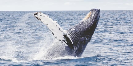 每年有超过十万头鲸鱼、海豚、海豹和海龟被海洋中潜伏600年之久的“幽灵杀手”所害