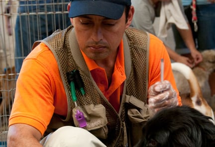 关注动物：2011年是世界兽医年