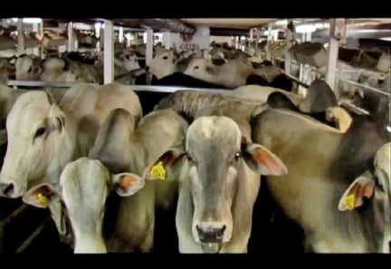 WSPA拒绝接受暂时性中断对印度尼西亚出口活牛