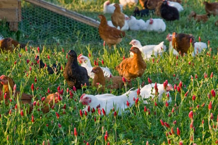 禽流感防治和动物福利