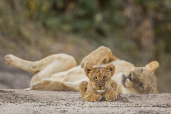 Lioness and cub
