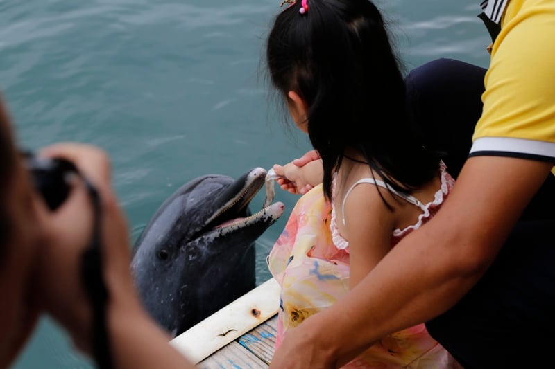 游客给海豚喂食