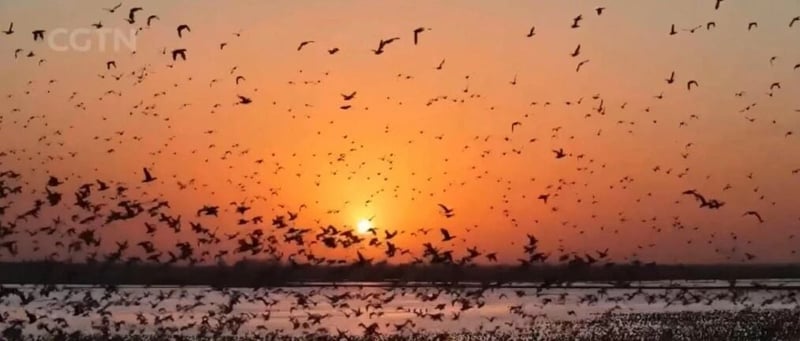 Migratory bird flock