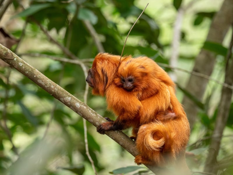 Golden Lion Tamarin