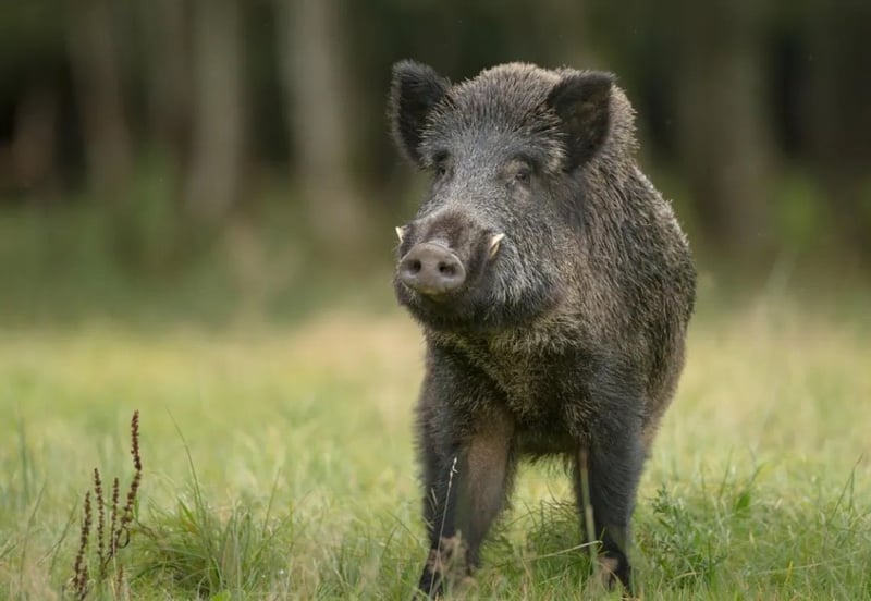 Boar