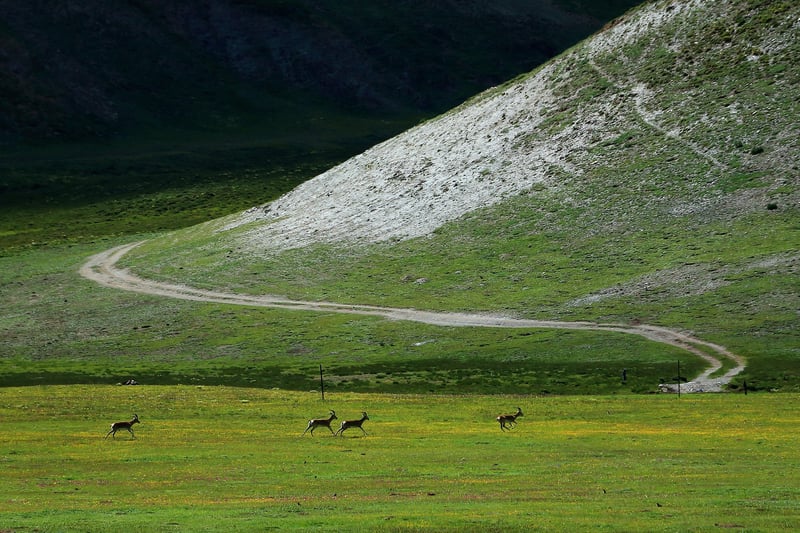 Przewalski's antelope are seen in Sanjiangyuan, Qinghai Province