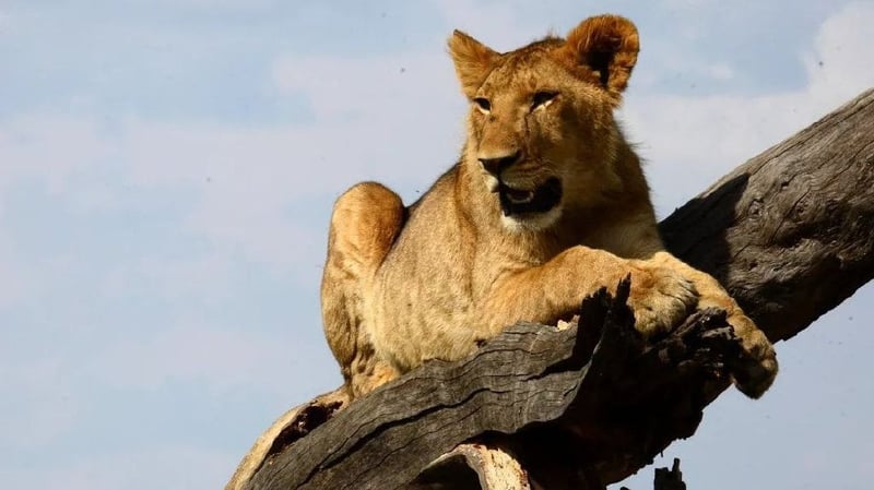 lion