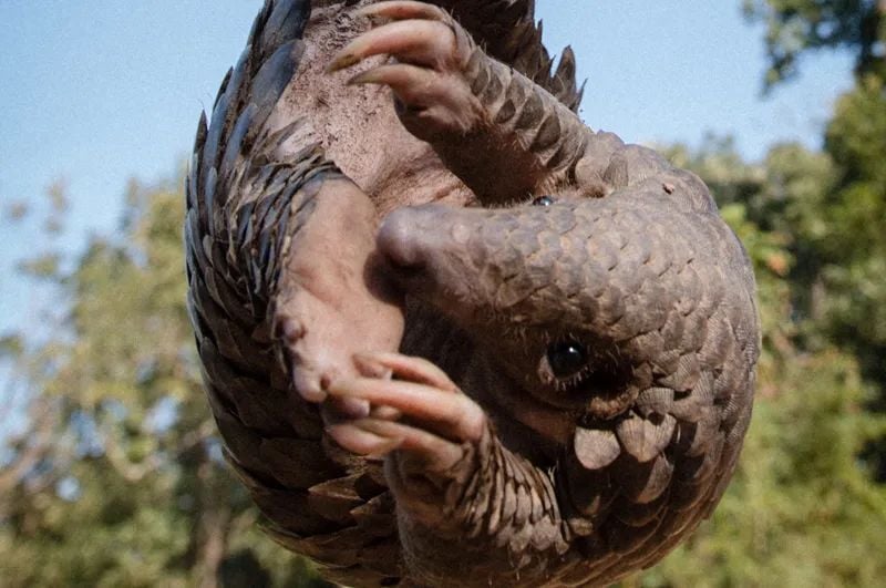 pangolin