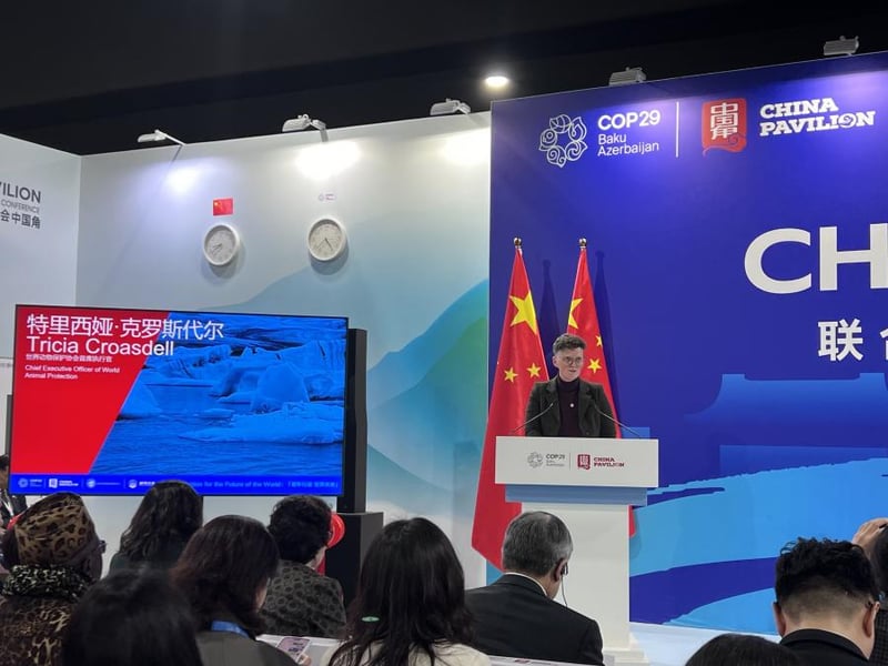 世界动物保护协会首席执行官Tricia Croasdell女士