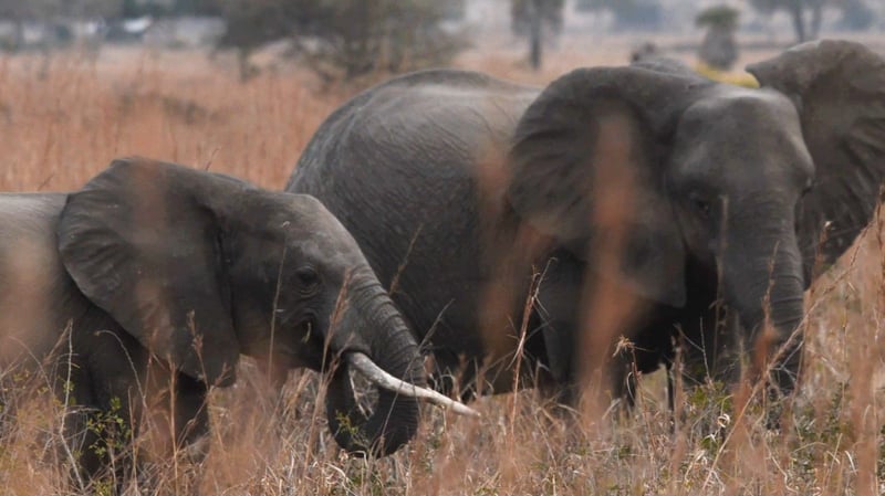 Elephants