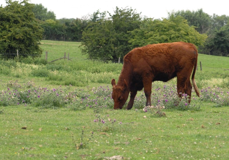 cattle