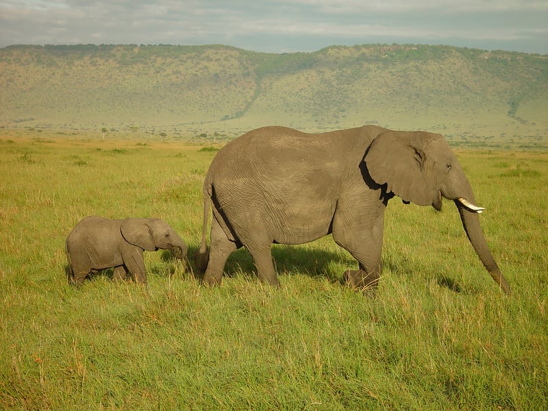 elephant