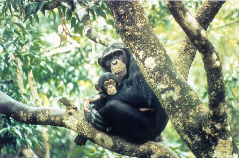 chimpanzee