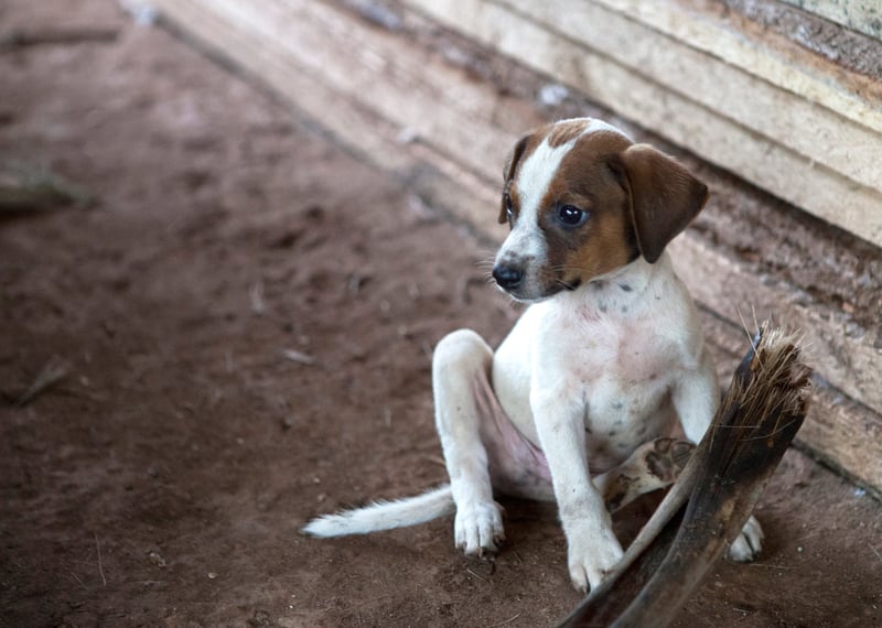大规模犬只疫苗接种是防治狂犬病唯一科学有效解决方案