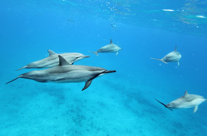 dolphins