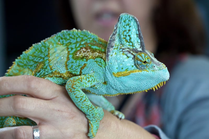 lizard