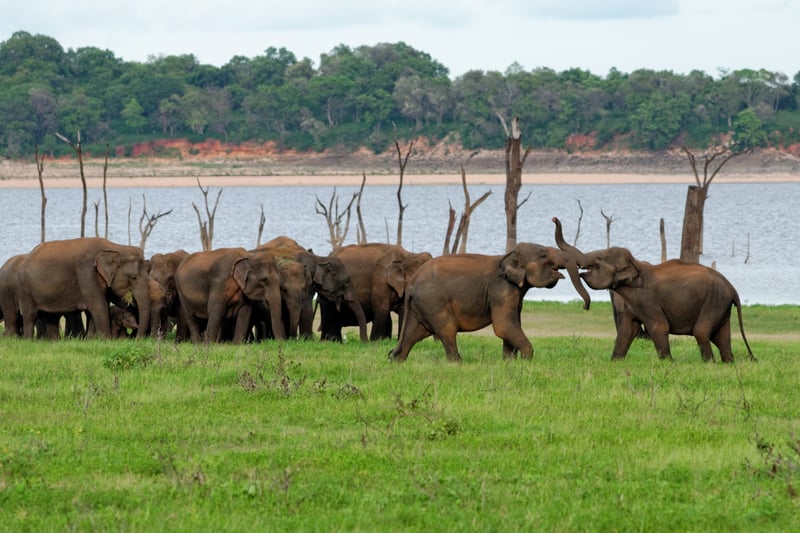 elephants