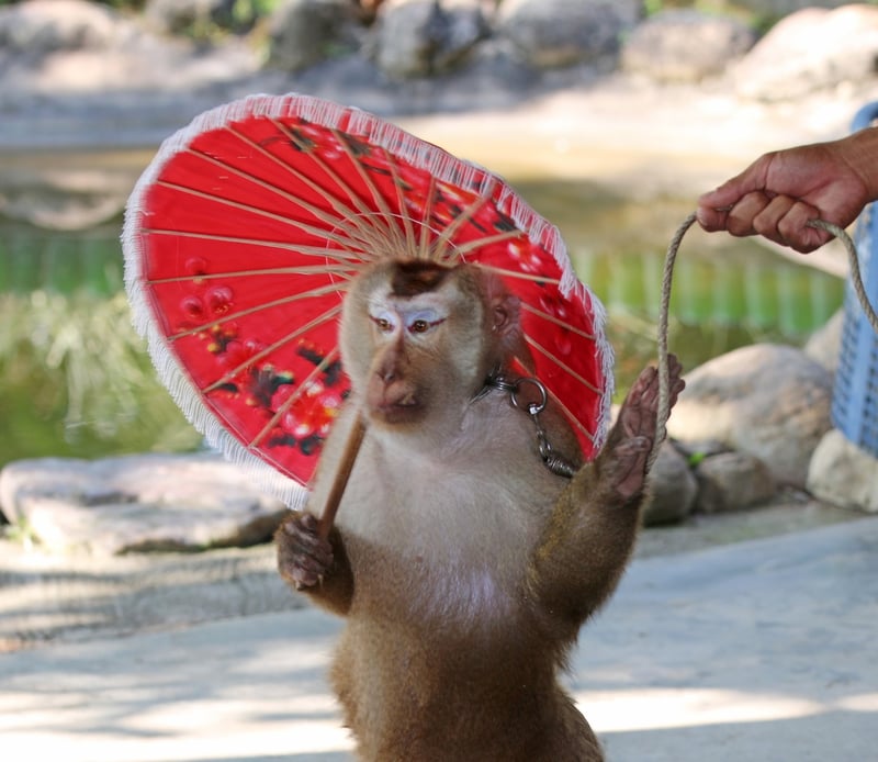 TripAdvisor Inc. profits from cruelty to wild animals.