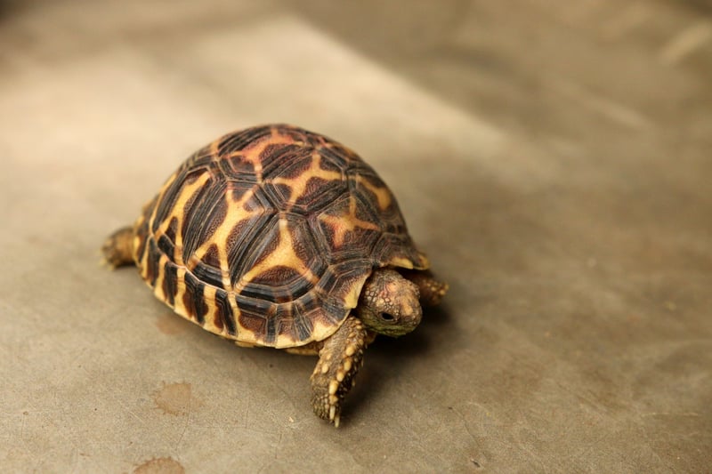 tortoise