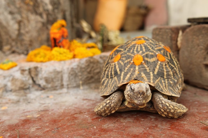 tortoise