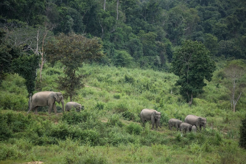 elephants