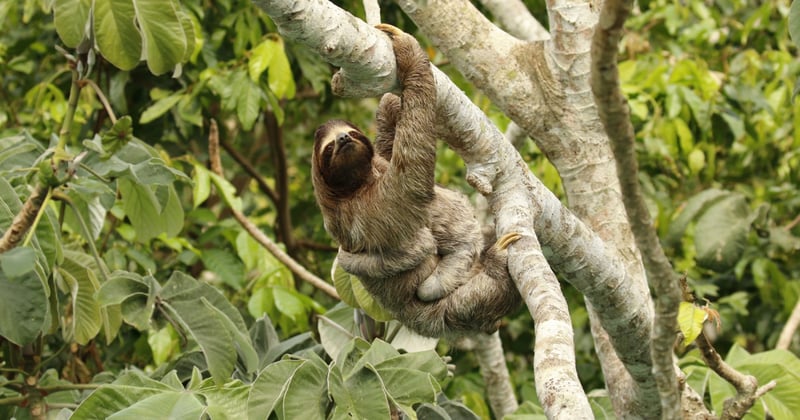 sloth