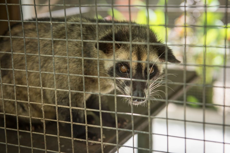 civet