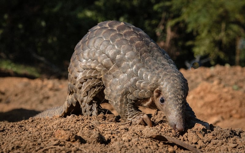 pangolin