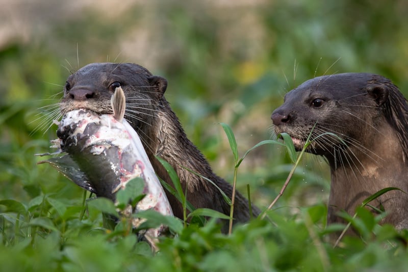 otter