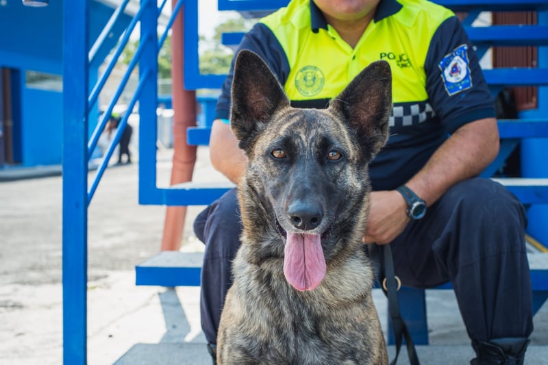 police dog