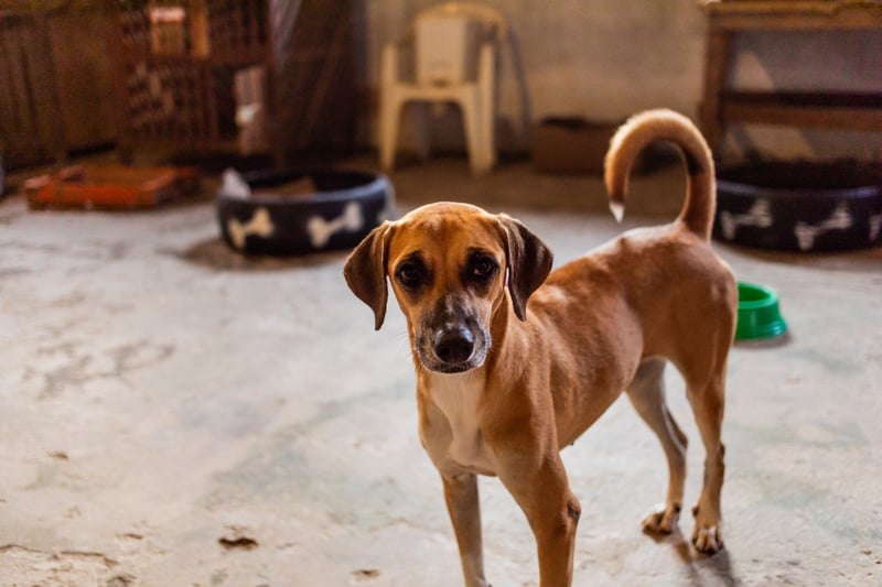 dog